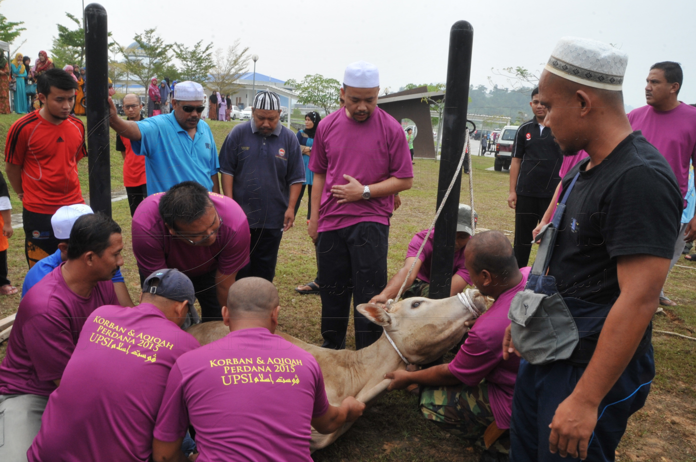 PRO15 150 KORBAN HAS 6696